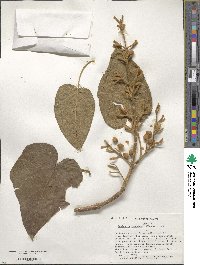 Paulownia tomentosa image