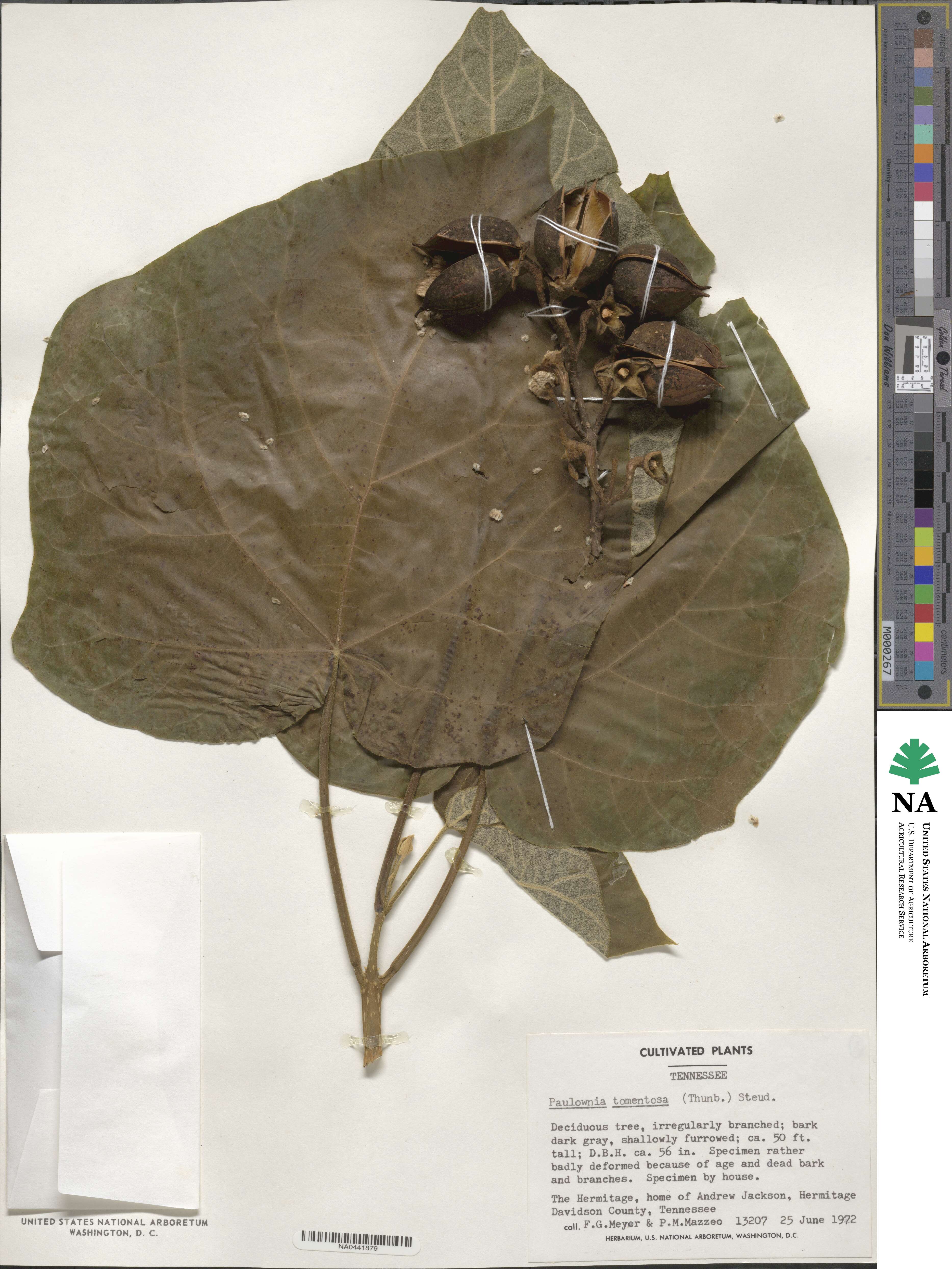 Paulownia image