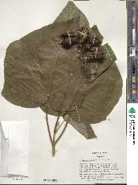 Paulownia tomentosa image