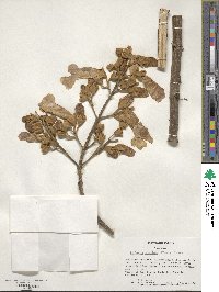 Paulownia tomentosa image