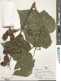 Paulownia tomentosa image