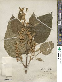 Paulownia tomentosa image