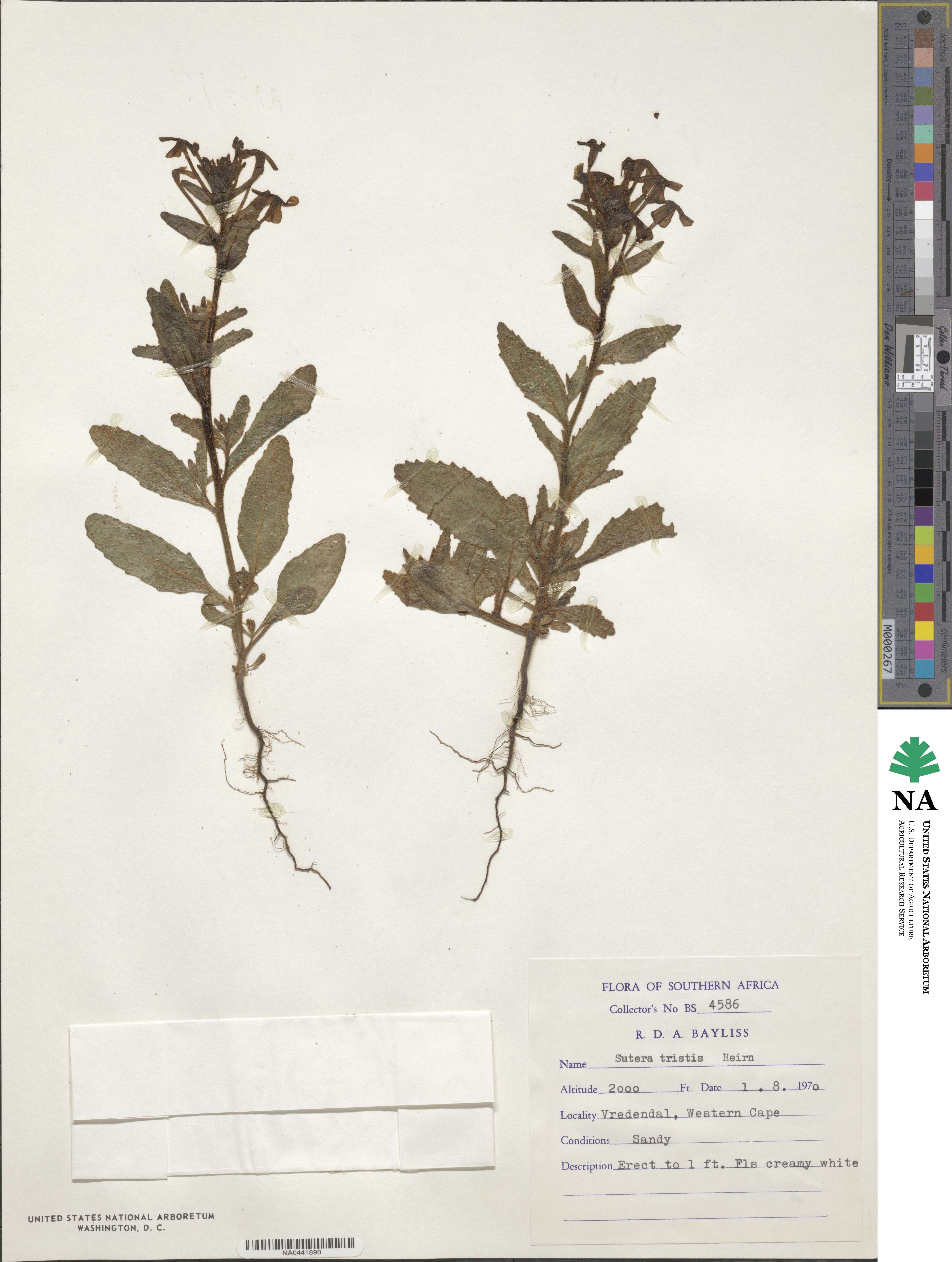 Lyperia tristis image