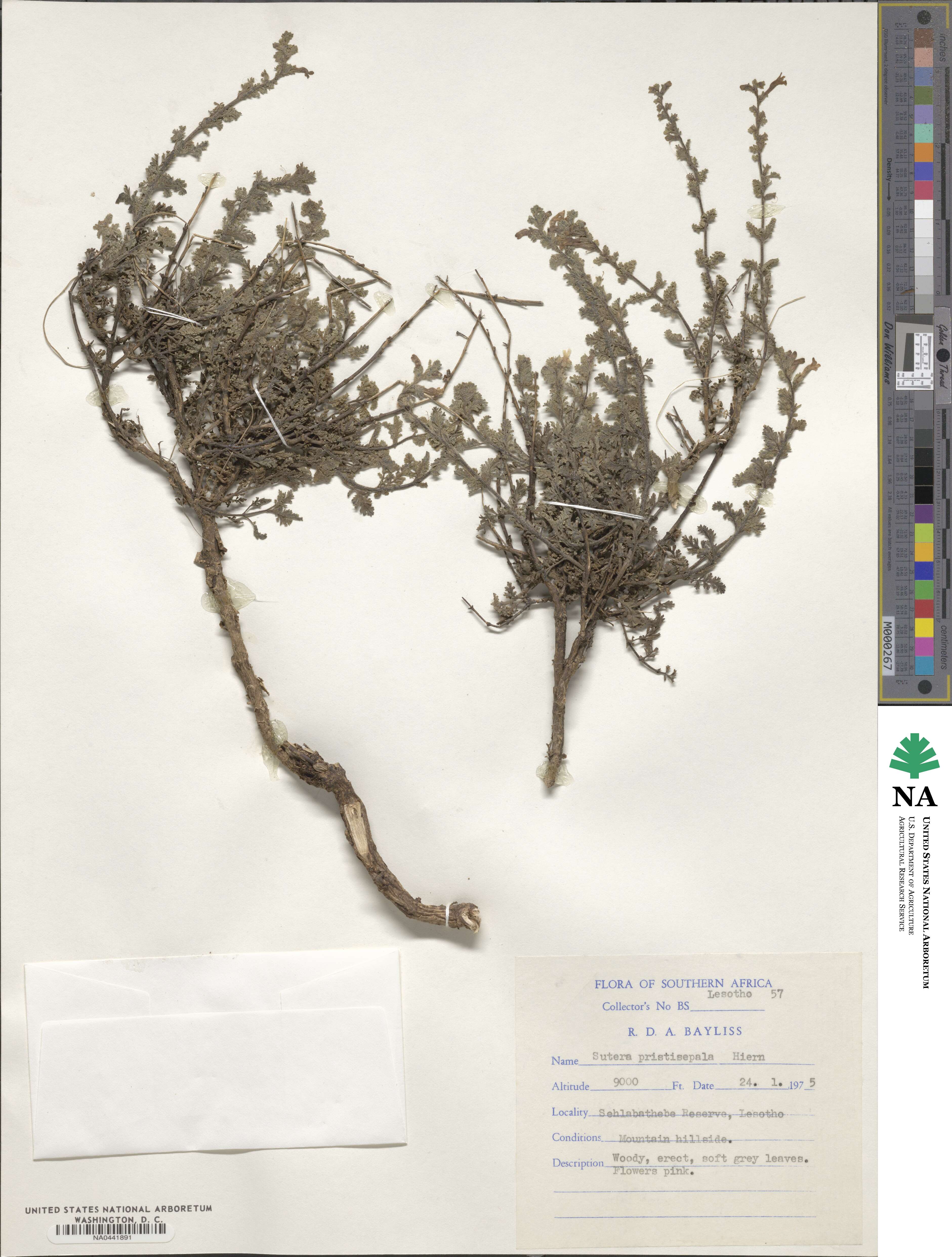 Jamesbrittenia pristisepala image