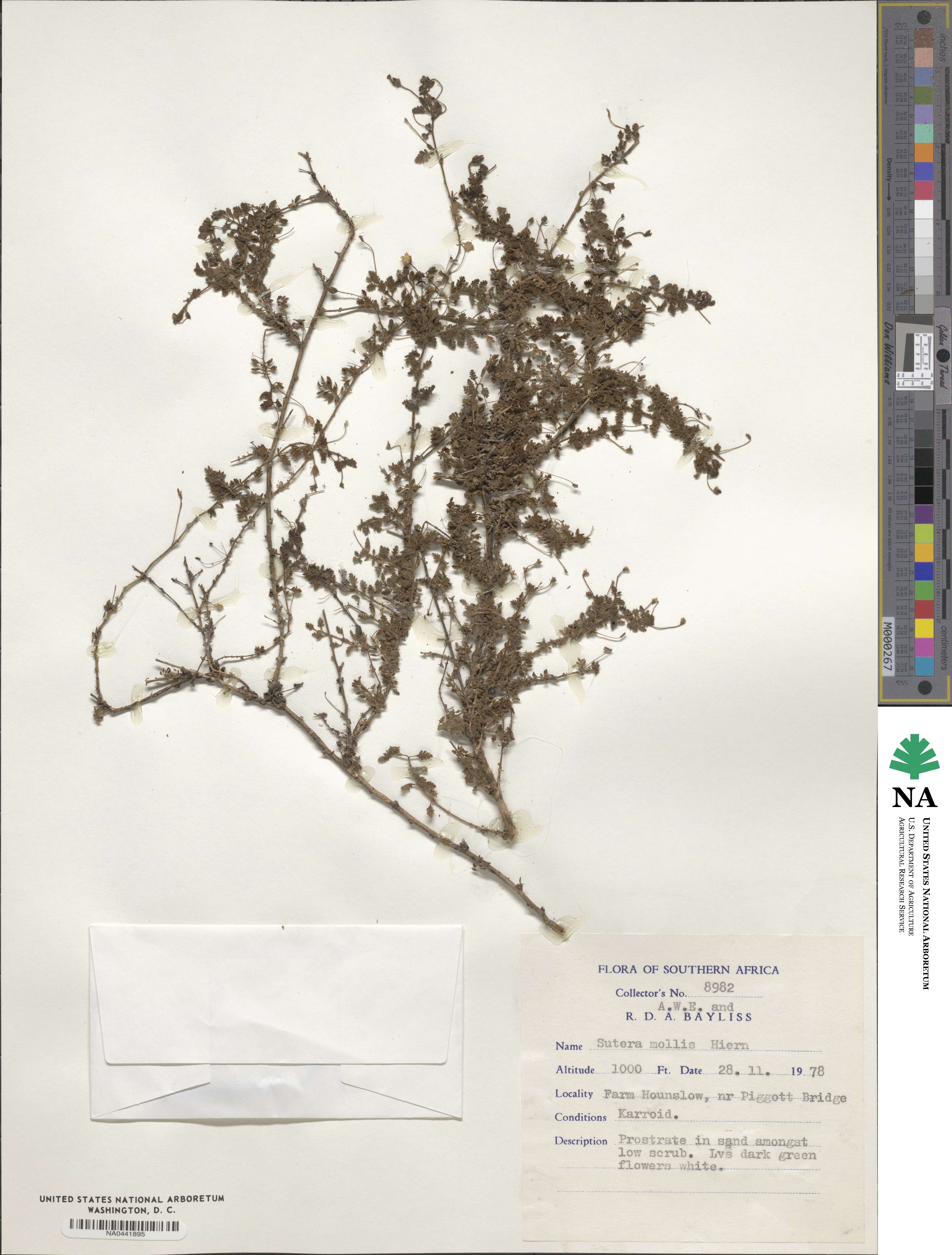 Jamesbrittenia pinnatifida image
