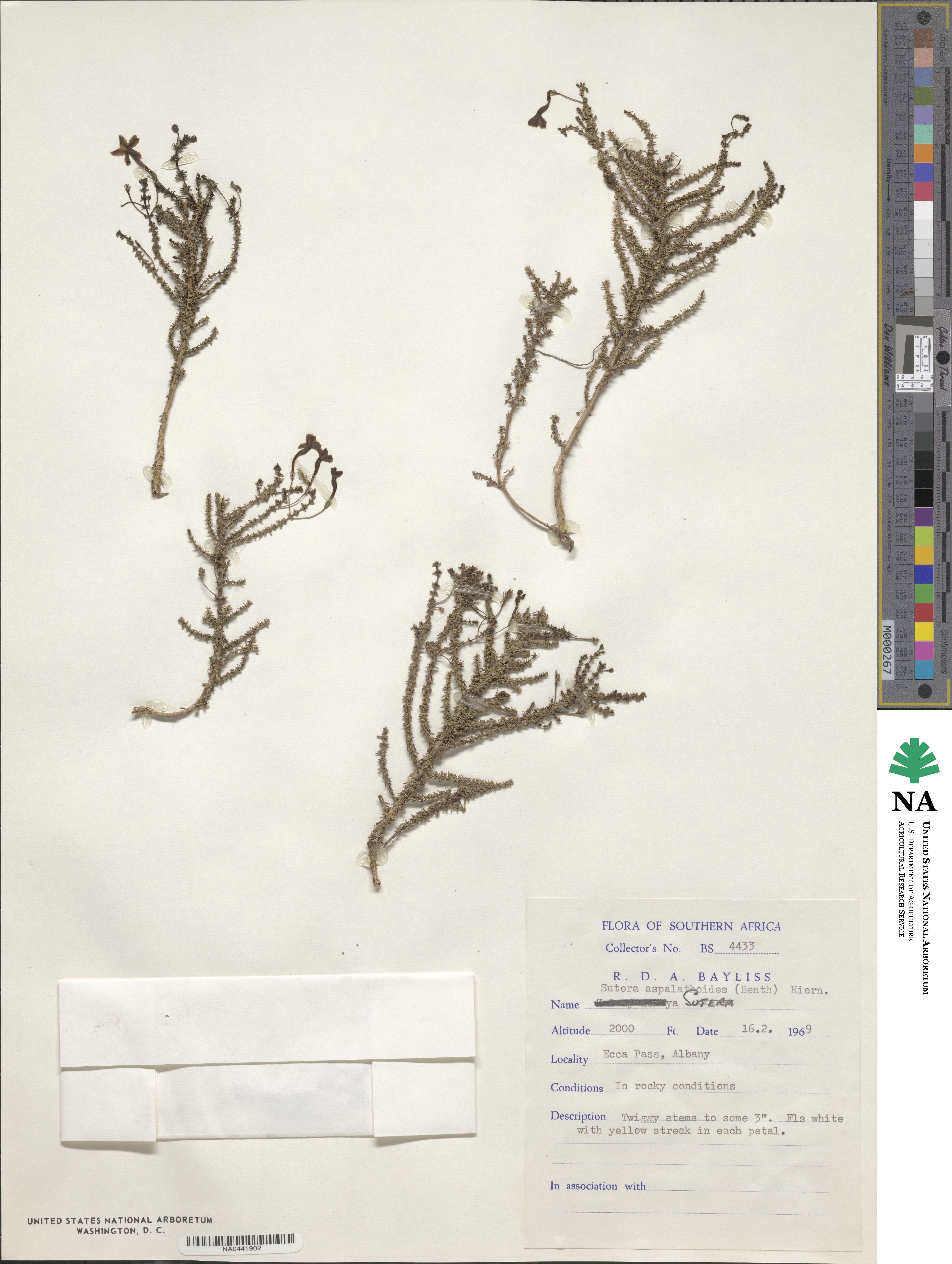 Jamesbrittenia aspalathoides image