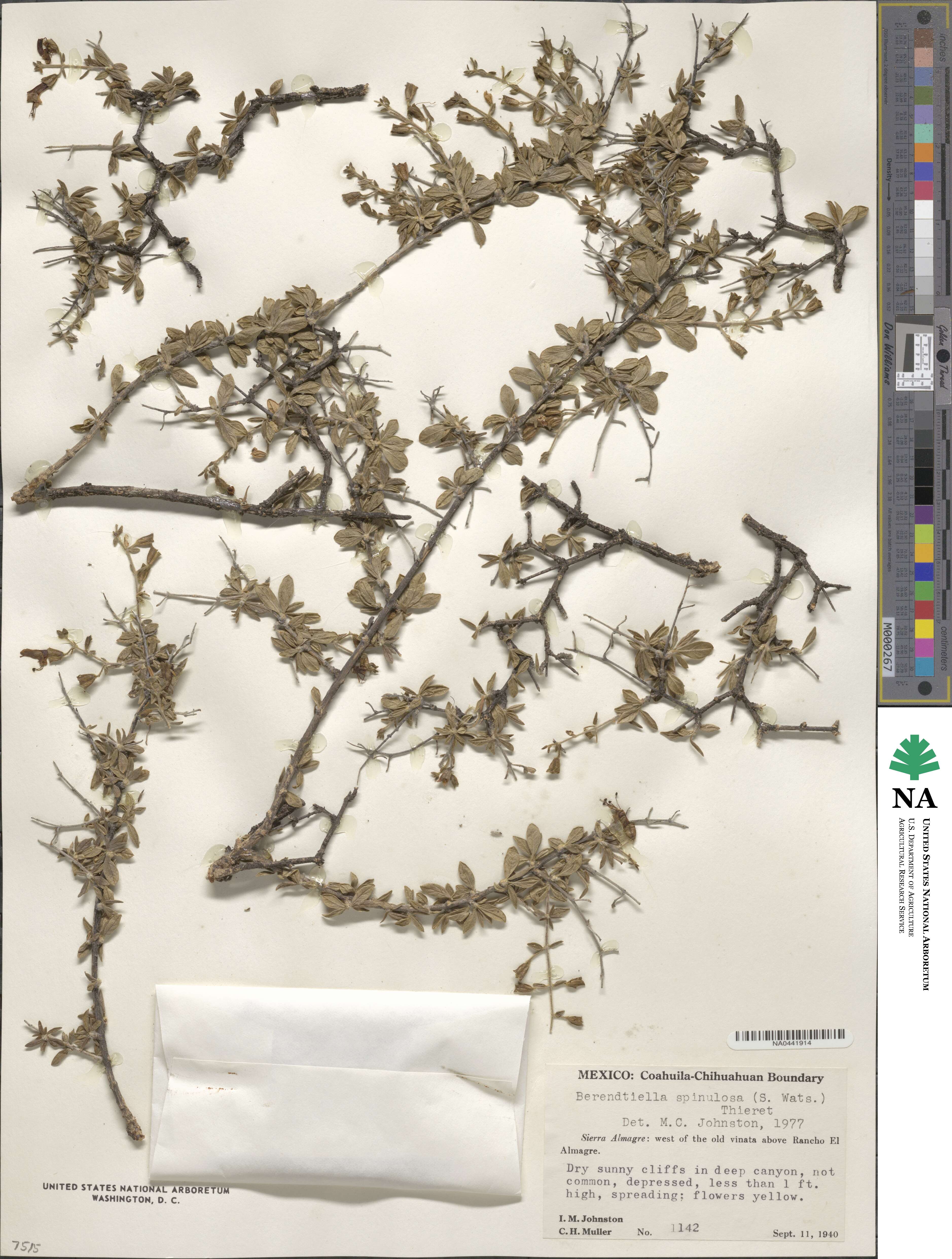 Hemichaena spinulosa image