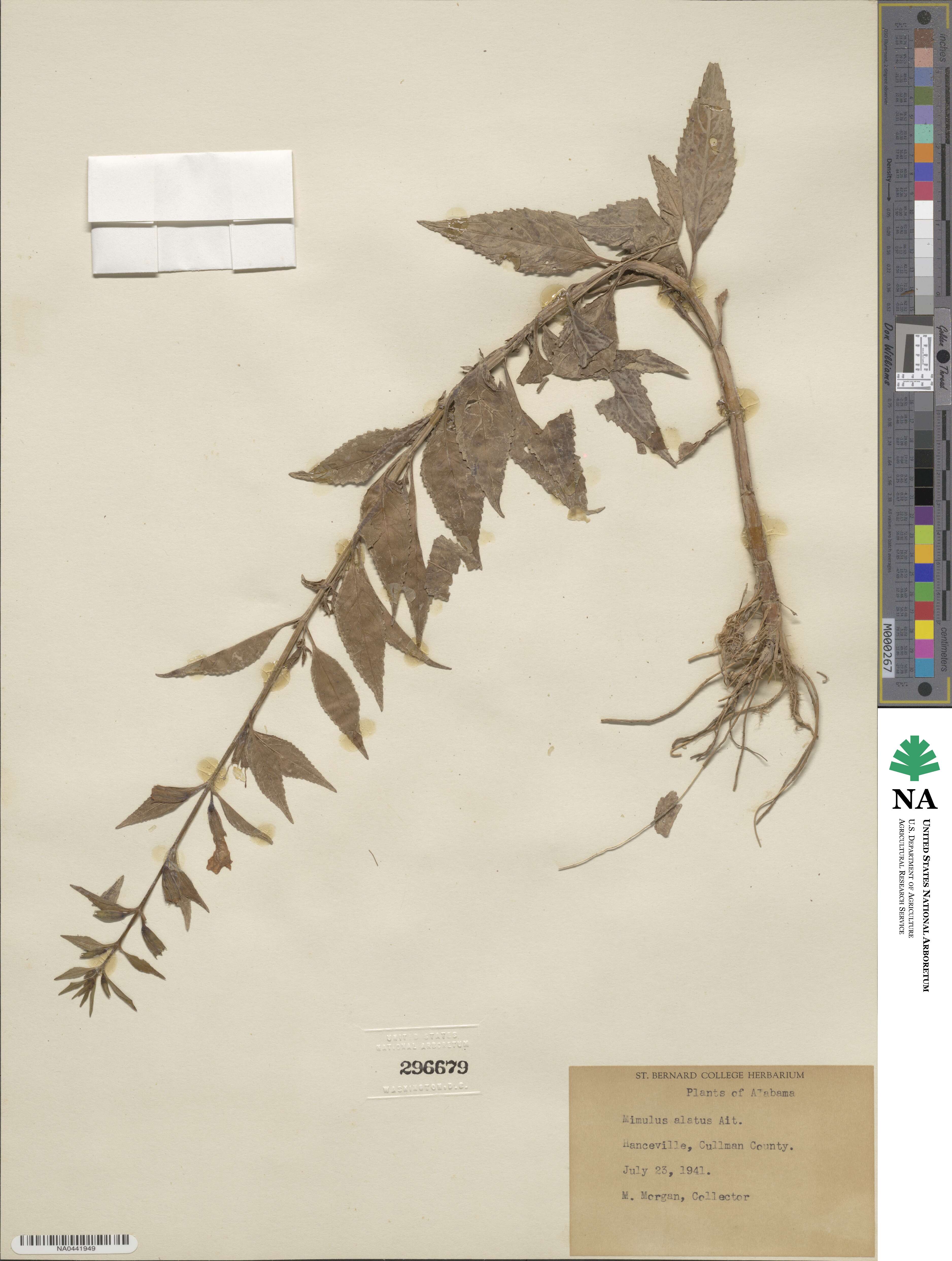 Mimulus alatus image