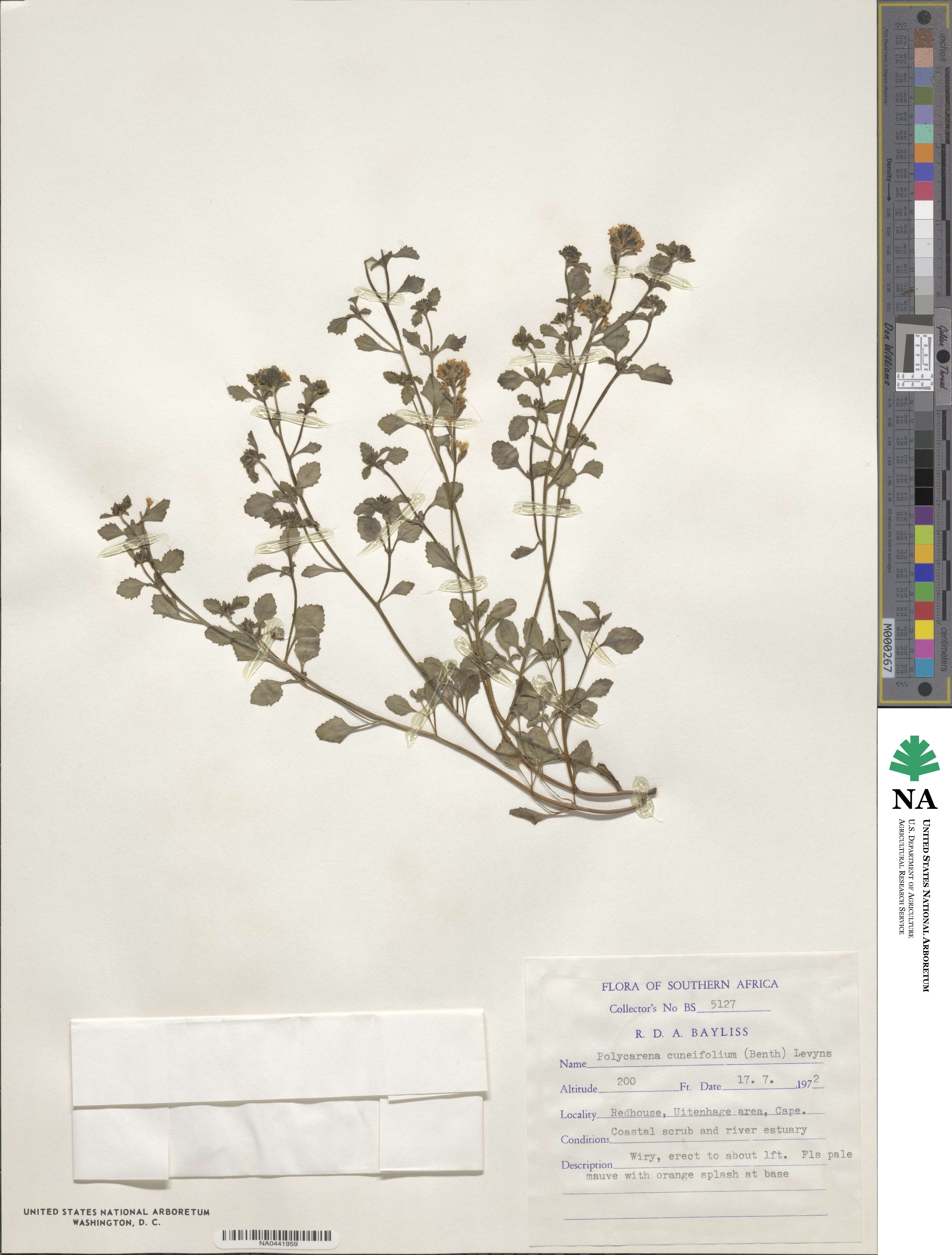 Phyllopodium cuneifolium image