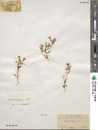 Erythranthe bicolor image
