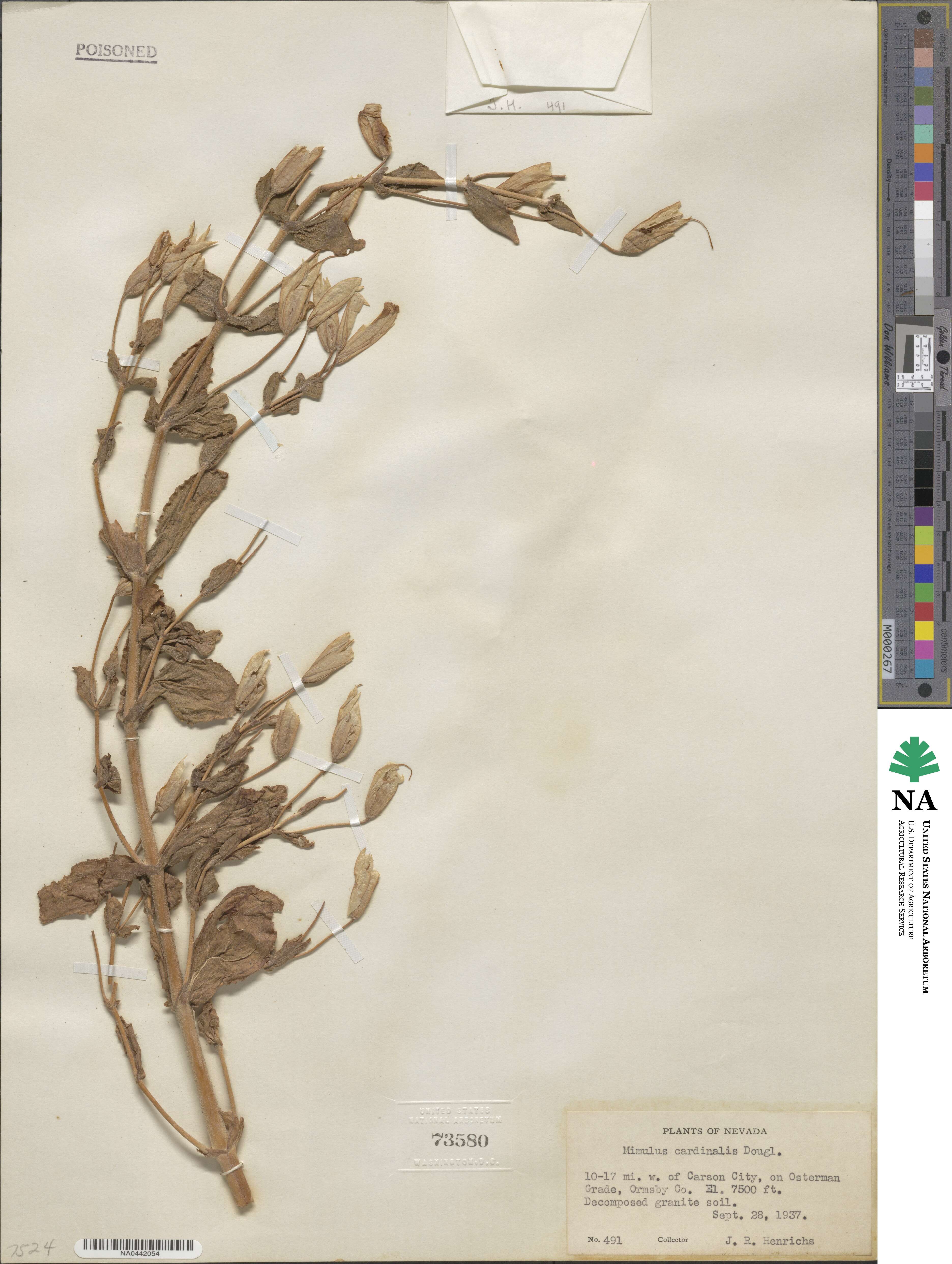 Erythranthe cardinalis image