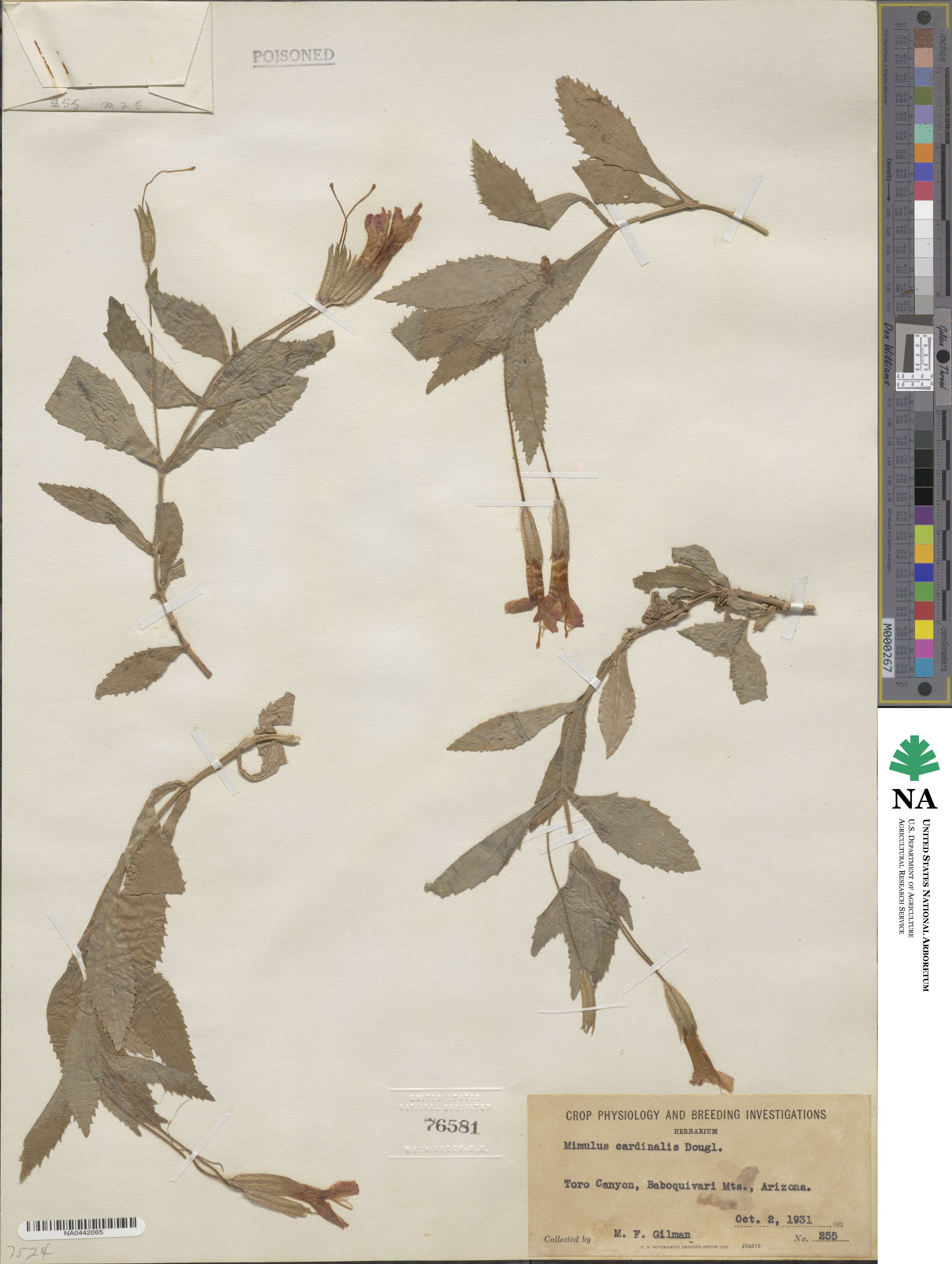 Erythranthe cardinalis image