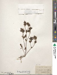 Diplacus bolanderi image