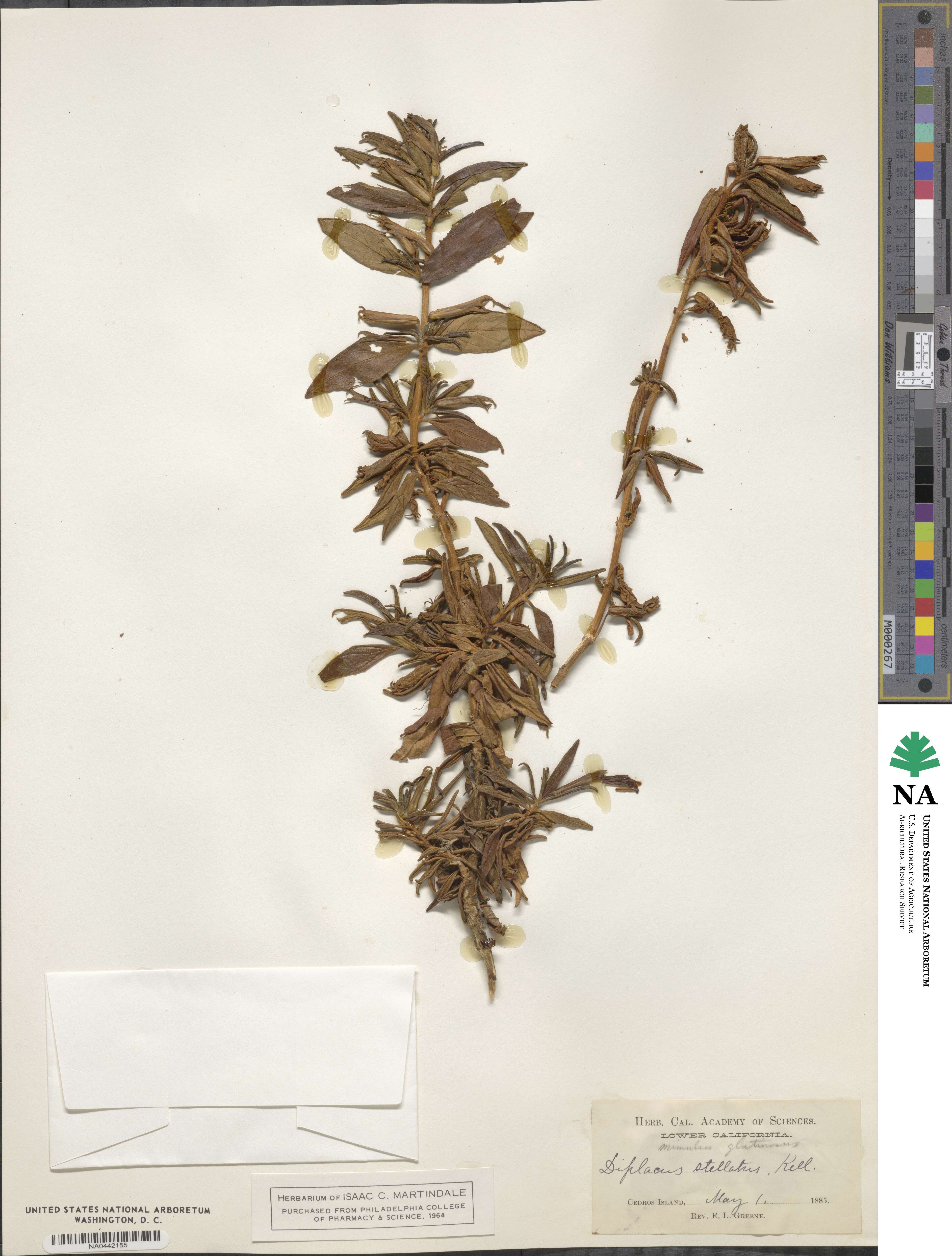 Diplacus aurantiacus image