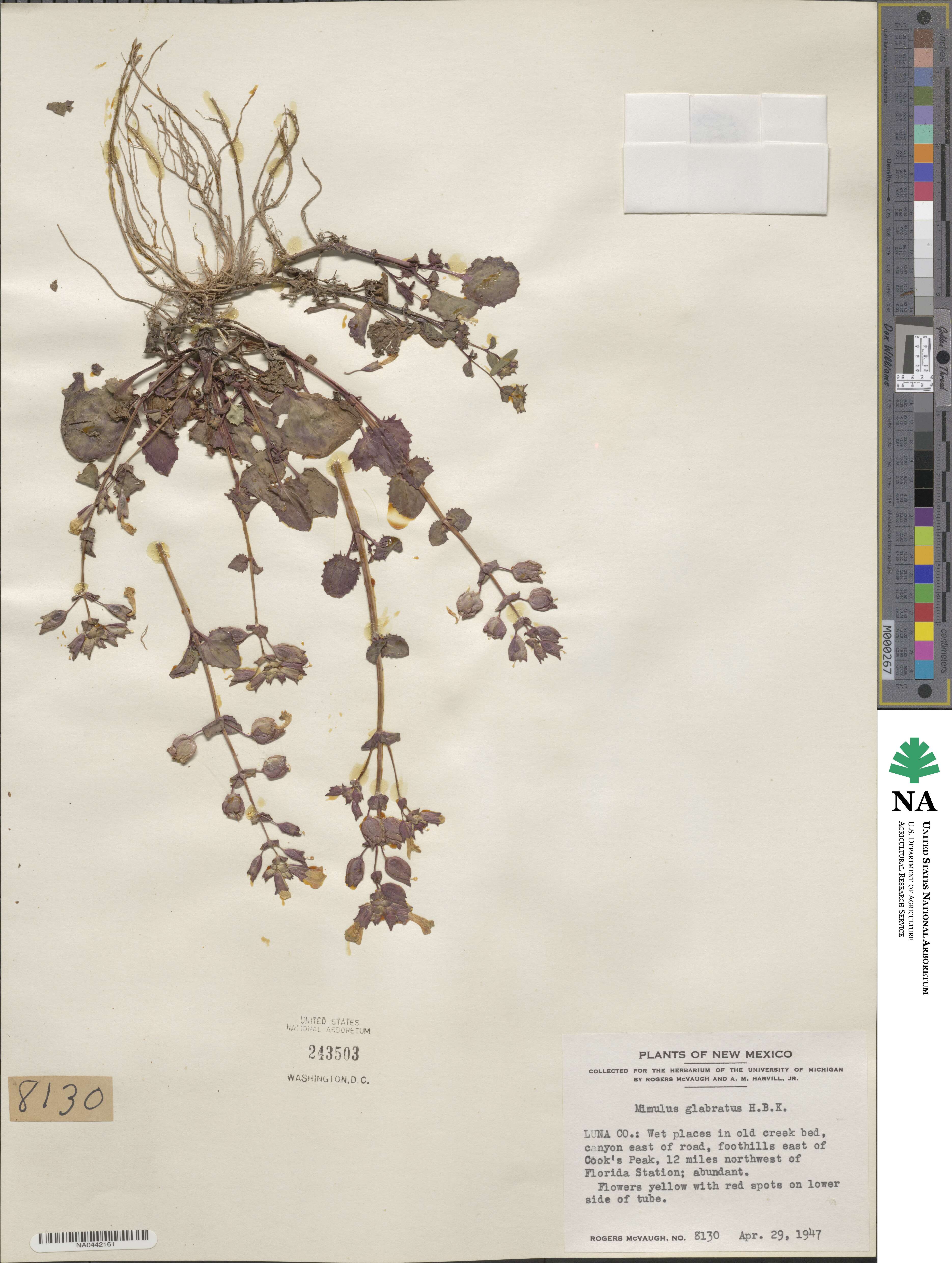 Erythranthe glabrata image