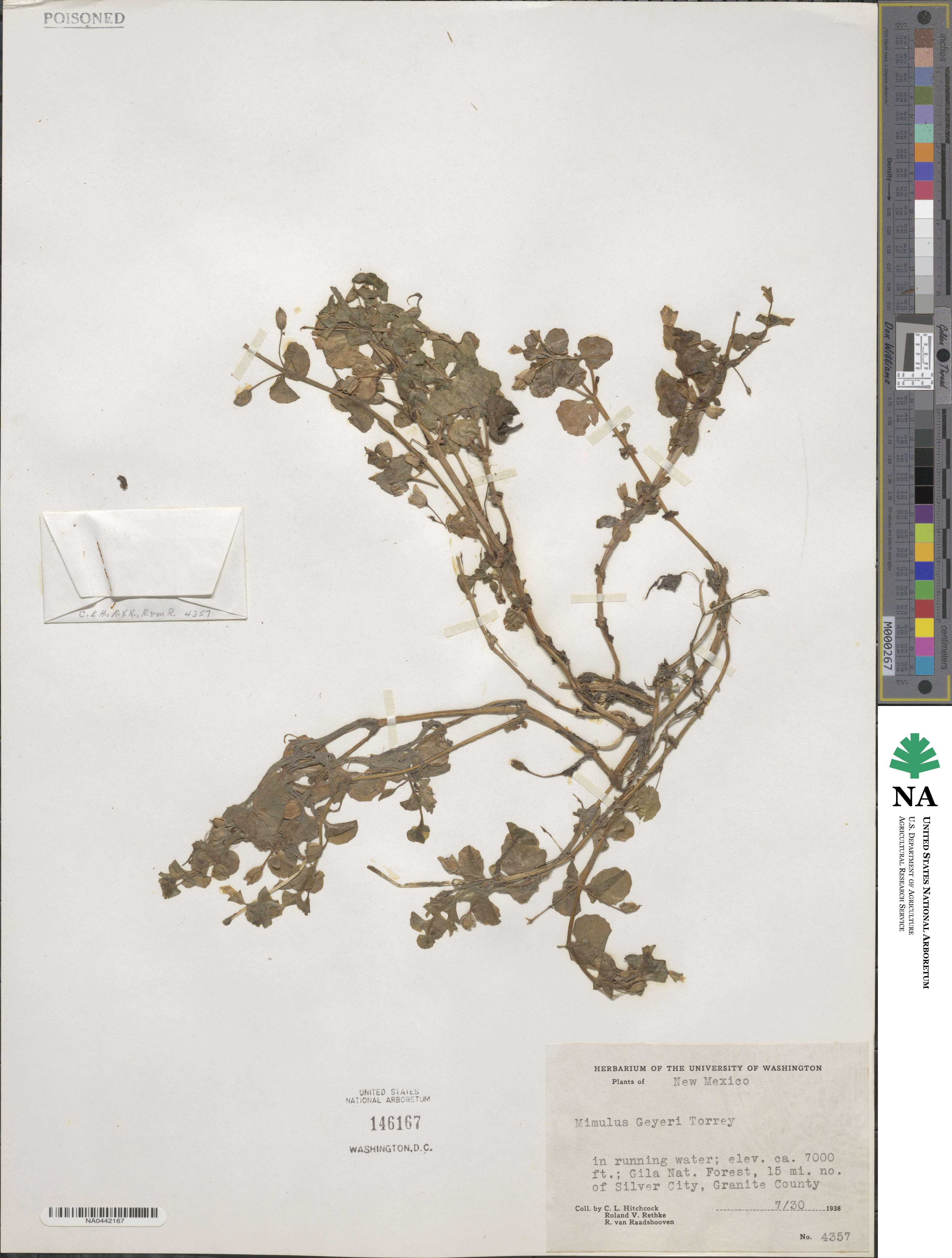 Erythranthe geyeri image
