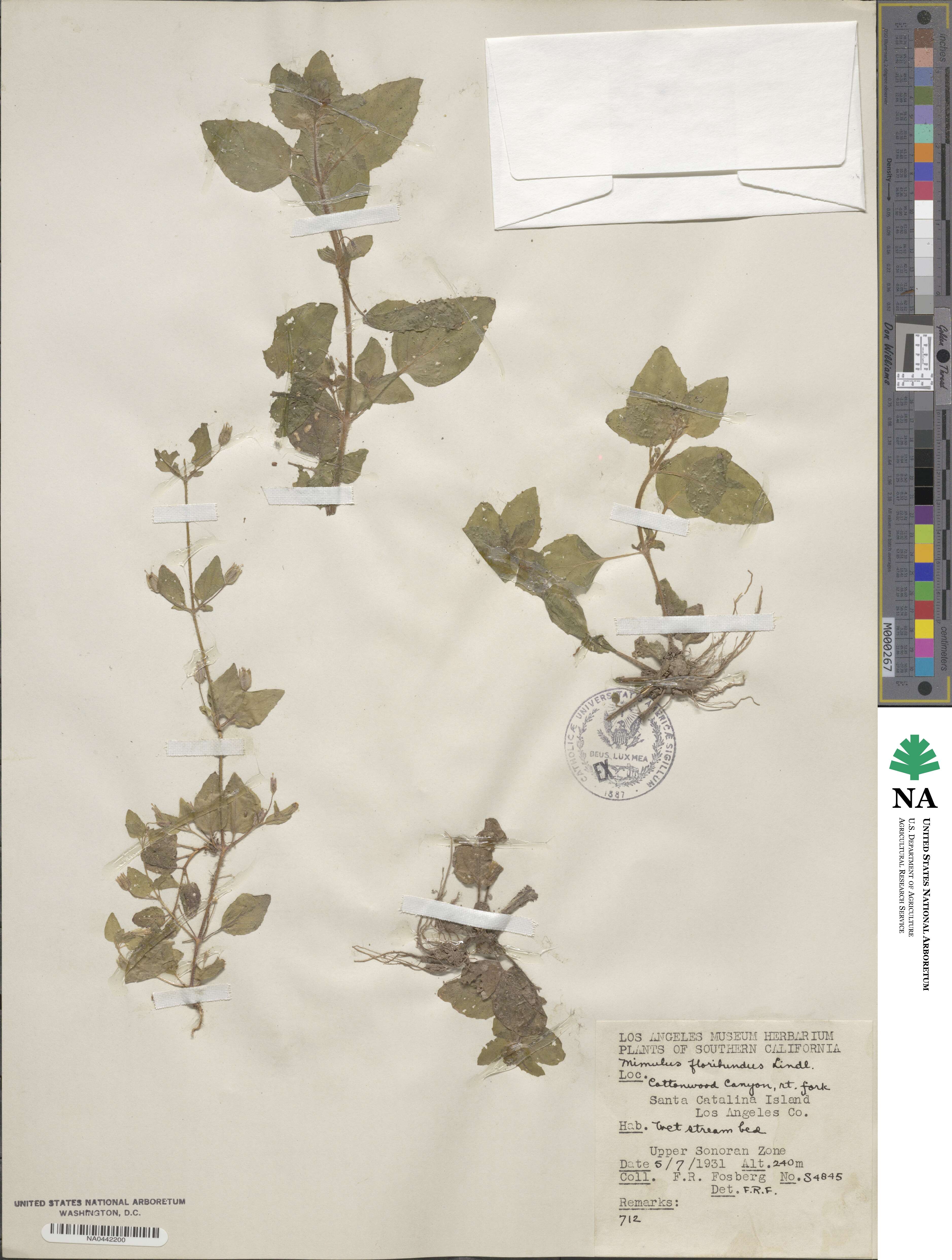 Erythranthe floribunda image