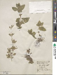 Erythranthe floribunda image