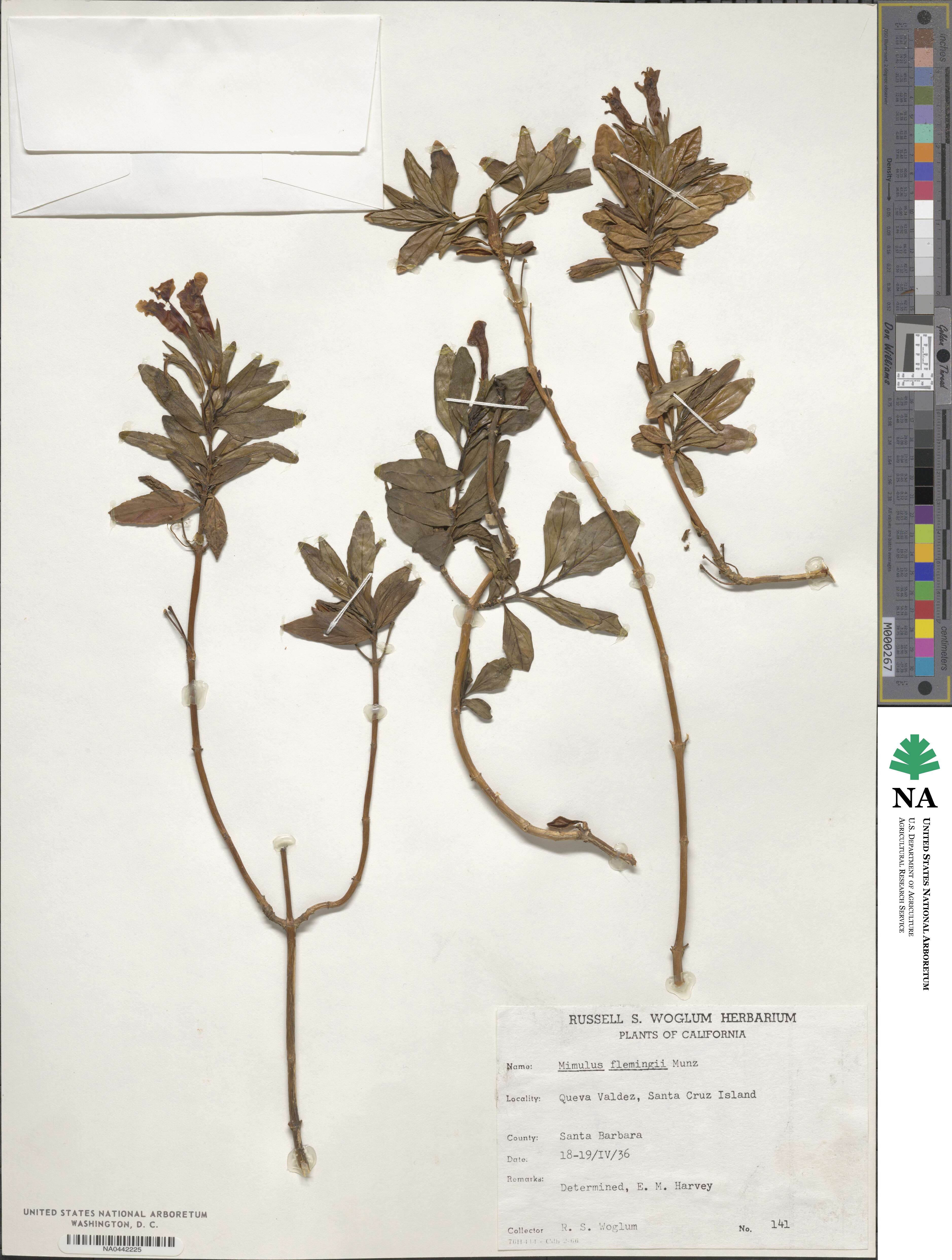 Diplacus parviflorus image