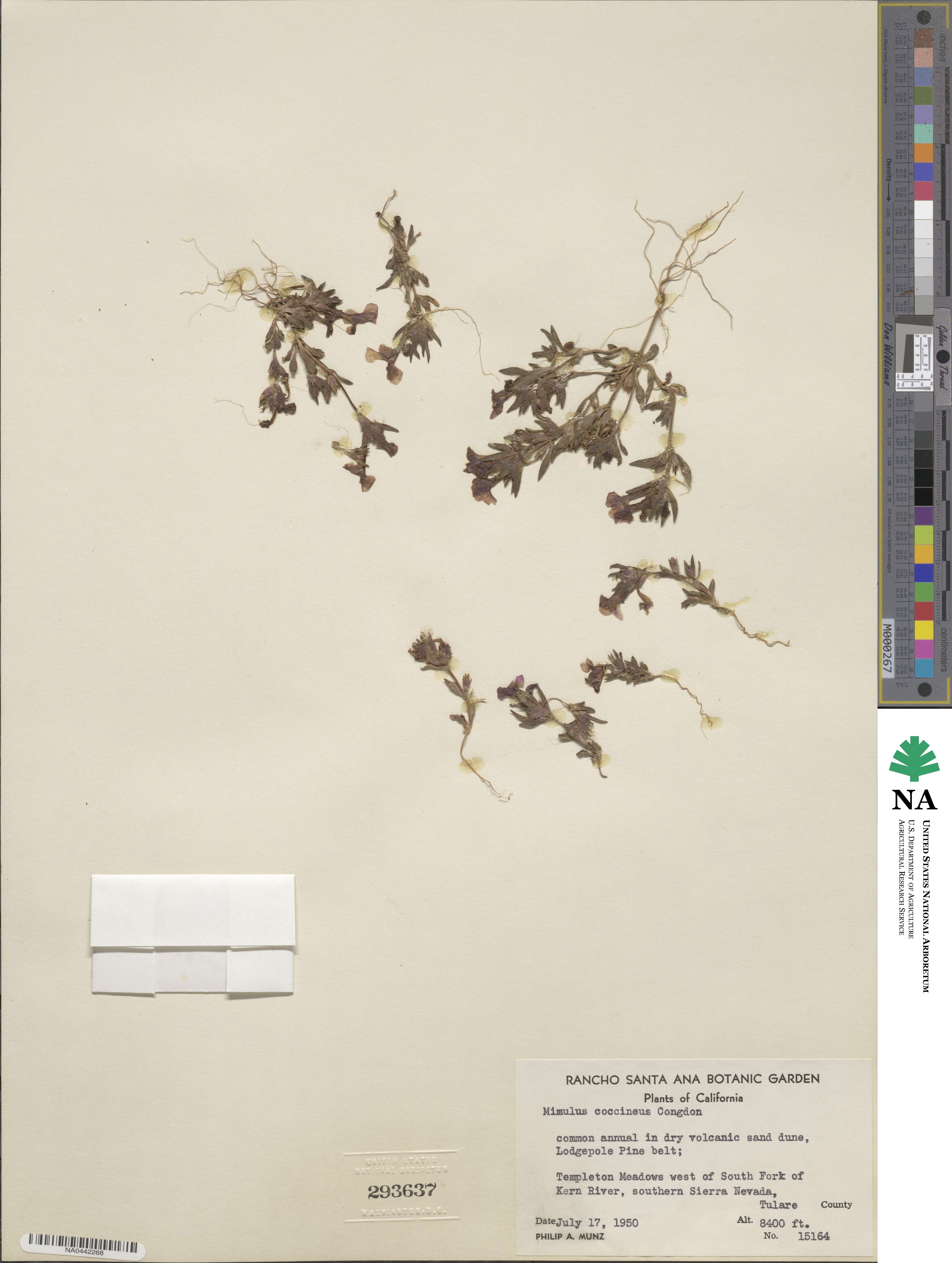 Diplacus mephiticus image