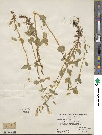 Mimulus guttatus image