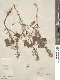 Mimulus guttatus image