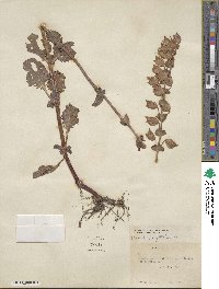 Mimulus guttatus image