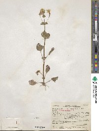 Mimulus guttatus image