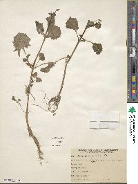 Mimulus guttatus image
