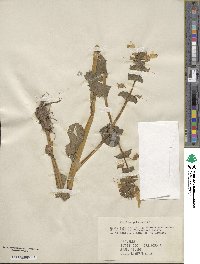 Mimulus guttatus image