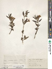Mimulus guttatus image