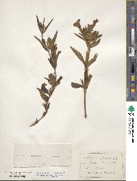 Mimulus guttatus image