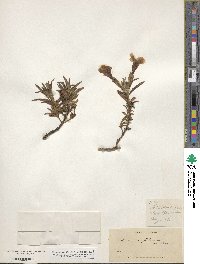 Mimulus guttatus image