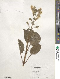 Mimulus guttatus image