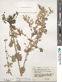 Mimulus guttatus image
