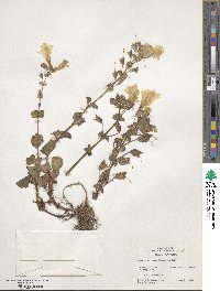 Mimulus guttatus image