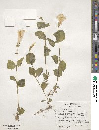 Mimulus guttatus image