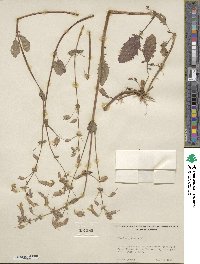 Mimulus guttatus image