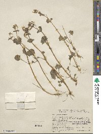 Mimulus guttatus image