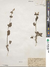 Mimulus guttatus image