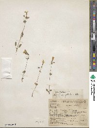 Mimulus guttatus image