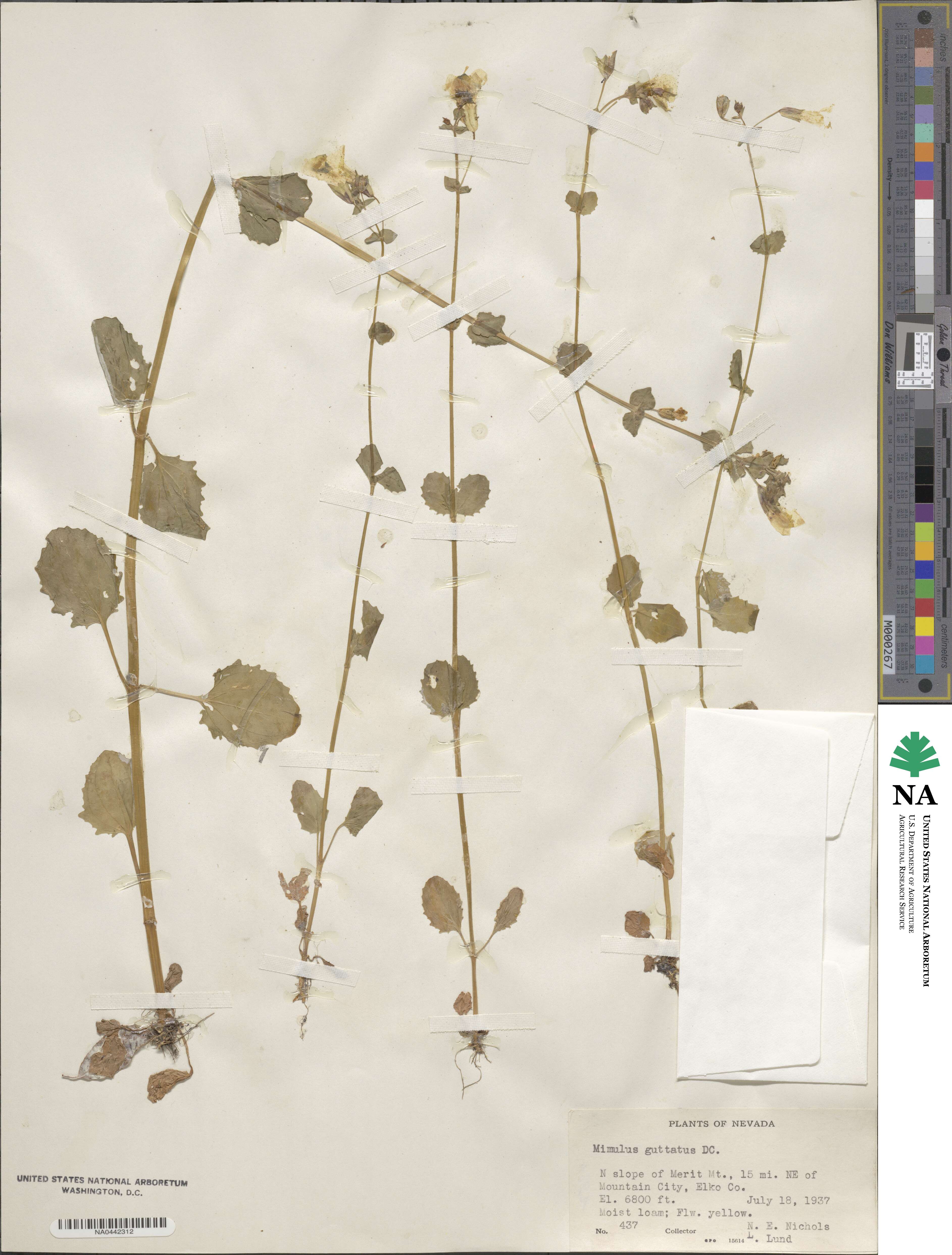 Mimulus guttatus image