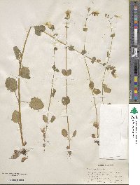 Mimulus guttatus image