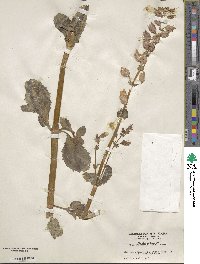 Mimulus guttatus image