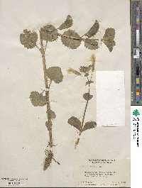 Mimulus guttatus image