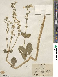 Mimulus guttatus image