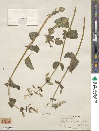 Mimulus guttatus image
