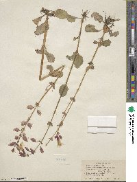Mimulus guttatus image