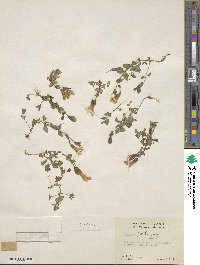 Mimulus guttatus image