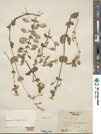 Mimulus guttatus image